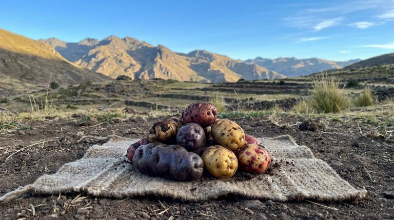 Pile de pommes de terre andines colorées (violettes, rouges, jaunes) sur un tissu, avec des montagnes et terrasses en arrière-plan.